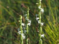 Spiranthes aestivalis 16, Zomerschroeforchis, Saxifraga-Hans Dekker