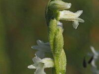 Spiranthes aestivalis 17, Zomerschroeforchis, Saxifraga-Hans Dekker