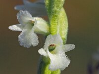 Spiranthes aestivalis 18, Zomerschroeforchis, Saxifraga-Hans Dekker