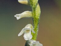 Spiranthes aestivalis 19, Zomerschroeforchis, Saxifraga-Hans Dekker