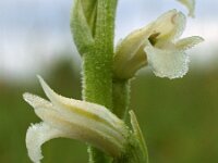Spiranthes aestivalis 3, Zomerschroeforchis, Saxifraga-Hans Dekker