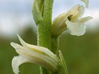Spiranthes aestivalis 5, Zomerschroeforchis, Saxifraga-Hans Dekker