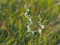 Spiranthes aestivalis 6, Zomerschroeforchis, Saxifraga-Hans Dekker