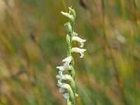 Spiranthes aestivalis 7, Zomerschroeforchis, Saxifraga-Hans Dekker