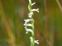 Spiranthes aestivalis 8, Zomerschroeforchis, Saxifraga-Hans Dekker
