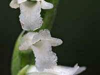 Spiranthes aestivalis 9, Zomerschroeforchis, Saxifraga-Hans Dekker
