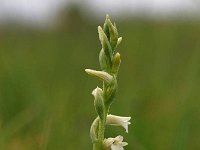 Spiranthes aestivalis 4, Zomerschroeforchis, Saxifraga-Hans Dekker