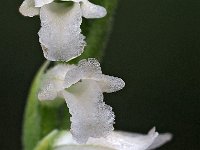 Spiranthes aestivalis 9, Zomerschroeforchis, Saxifraga-Hans Dekker