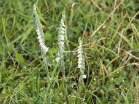 Spiranthes spiralis 13, Herfstschroeforchis, Saxifraga-Peter Meininger