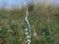 Spiranthes spiralis 14, Herfstschroeforchis, Saxifraga-Jeroen Willemsen