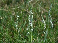 Spiranthes spiralis 15, Herfstschroeforchis, Saxifraga-Jeroen Willemsen