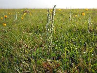 Spiranthes spiralis 17, Herfstschroeforchis, Saxifraga-Ed Stikvoort