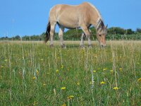 Spiranthes spiralis 19, Herfstschroeforchis, Saxifraga-Ed Stikvoort