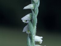 Spiranthes spiralis 2, Herfstschroeforchis, Saxifraga-Hans Dekker