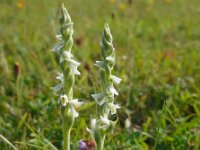 Spiranthes spiralis 21, Herfstschroeforchis, Saxifraga-Ed Stikvoort