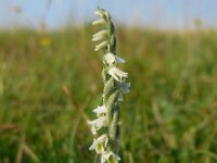 Spiranthes spiralis 22, Herfstschroeforchis, Saxifraga-Ed Stikvoort
