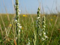 Spiranthes spiralis 25, Herfstschroeforchis, Saxifraga-Ed Stikvoort