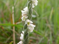 Spiranthes spiralis 3, Herfstschroeforchis, Saxifraga-Peter Meininger