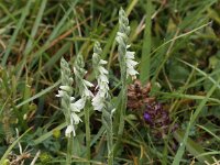 Spiranthes spiralis 6, Herfstschroeforchis, Saxifraga-Peter Meininger