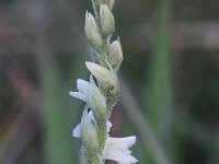 Spiranthes spiralis 7, Herfstschroeforchis, Saxifraga-Peter Meininger