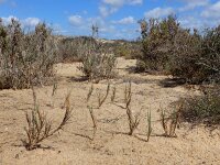 Sporobolus pungens 2, Saxifraga-Ed Stikvoort : Ilha da Armona