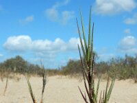 Sporobolus pungens 3, Saxifraga-Ed Stikvoort : Ilha da Armona s9900