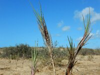 Sporobolus pungens 4, Saxifraga-Ed Stikvoort : Ilha da Armona s9900