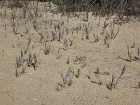 Sporobolus pungens 5, Saxifraga-Ed Stikvoort : Ilha da Armona