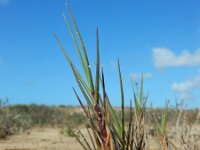 Sporobolus pungens 6, Saxifraga-Ed Stikvoort : Ilha da Armona s9900