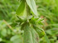 Stachys arvensis 10, Akkerandoorn, Saxifraga-Rutger Barendse