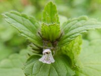 Stachys arvensis 11, Akkerandoorn, Saxifraga-Rutger Barendse