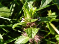 Stachys arvensis 12, Akkerandoorn, Saxifraga-Rutger Barendse