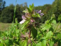 Stachys arvensis 13, Akkerandoorn, Saxifraga-Rutger Barendse