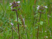 Stachys arvensis 14, Akkerandoorn, Saxifraga-Ed Stikvoort