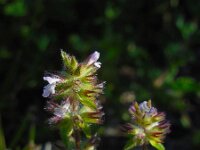Stachys arvensis 15, Akkerandoorn, Saxifraga-Ed Stikvoort