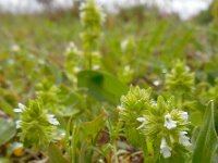 Stachys arvensis 16, Akkerandoorn, Saxifraga-Ed Stikvoort