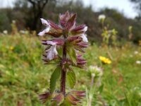 Stachys arvensis 17, Akkerandoorn, Saxifraga-Ed Stikvoort