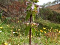 Stachys arvensis 18, Akkerandoorn, Saxifraga-Ed Stikvoort