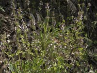 Stachys arvensis 19, Akkerandoorn, Saxifraga-Willem van Kruijsbergen