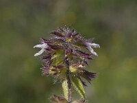 Stachys arvensis 2, Akkerandoorn, Saxifraga-Willem van Kruijsbergen