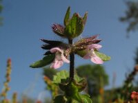 Stachys arvensis 3, Akkerandoorn, Saxifraga-Rutger Barendse