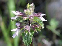 Stachys arvensis 4, Akkerandoorn, Saxifraga-Rutger Barendse
