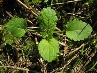 Stachys arvensis 5, Akkerandoorn, Saxifraga-Rutger Barendse