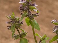 Stachys arvensis 6, Akkerandoorn, Saxifraga-Willem van Kruijsbergen