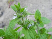 Stachys arvensis 7, Akkerandoorn, Saxifraga-Rutger Barendse