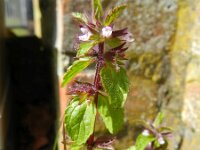 Stachys arvensis 8, Akkerandoorn, Saxifraga-Rutger Barendse