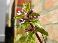 Stachys arvensis 9, Akkerandoorn, Saxifraga-Rutger Barendse