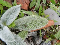 Stachys byzantina 2, Wollige andoorn, Saxifraga-Rutger Barendse