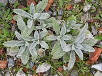 Stachys byzantina 3, Wollige andoorn, Saxifraga-Rutger Barendse