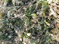 Stachys byzantina 4, Wollige andoorn, Saxifraga-Rutger Barendse